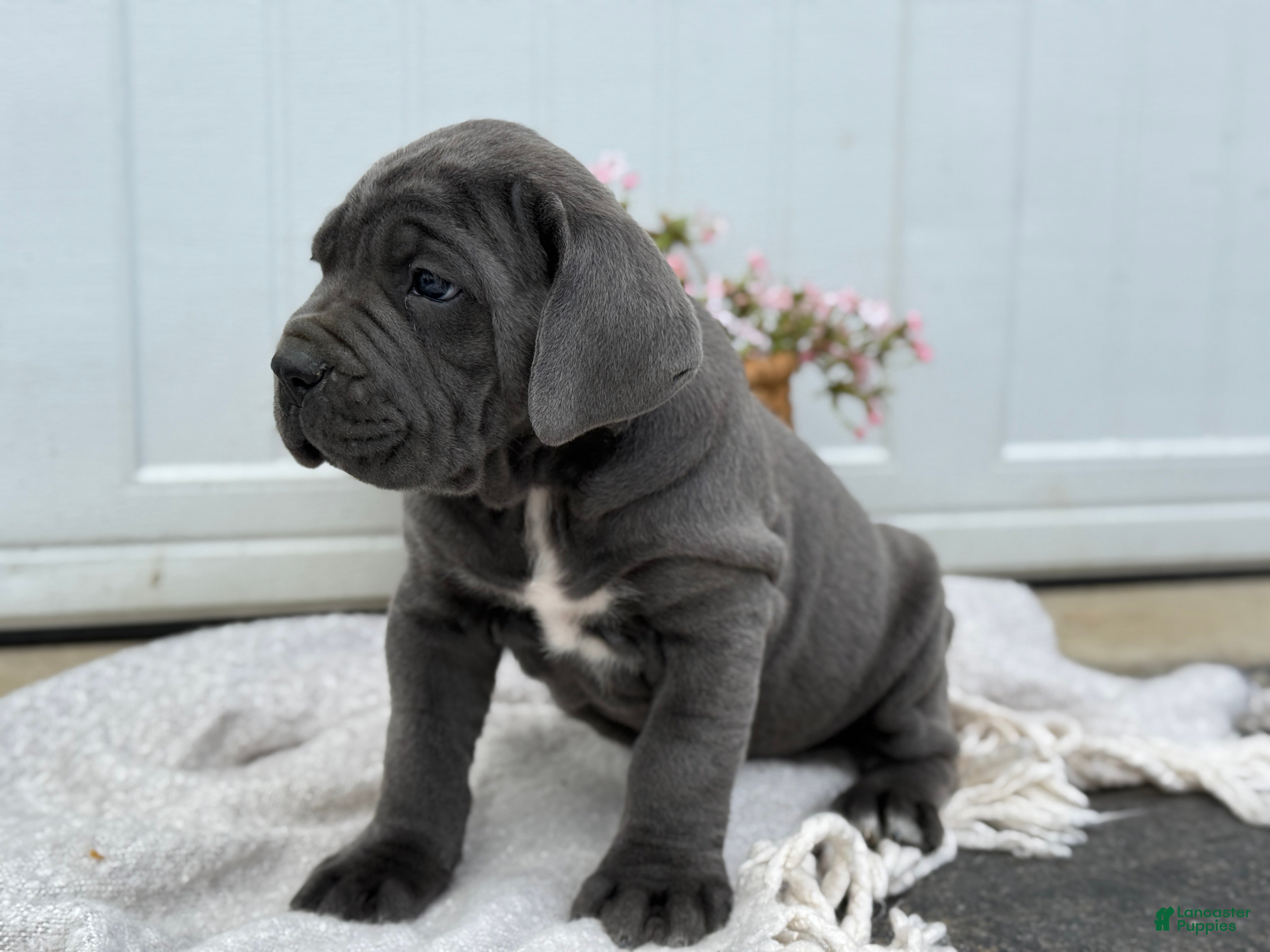 Cane Corso dogs Brute - Ad 2