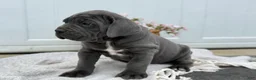 Cane Corso dogs for sale: Brute - Ad 2