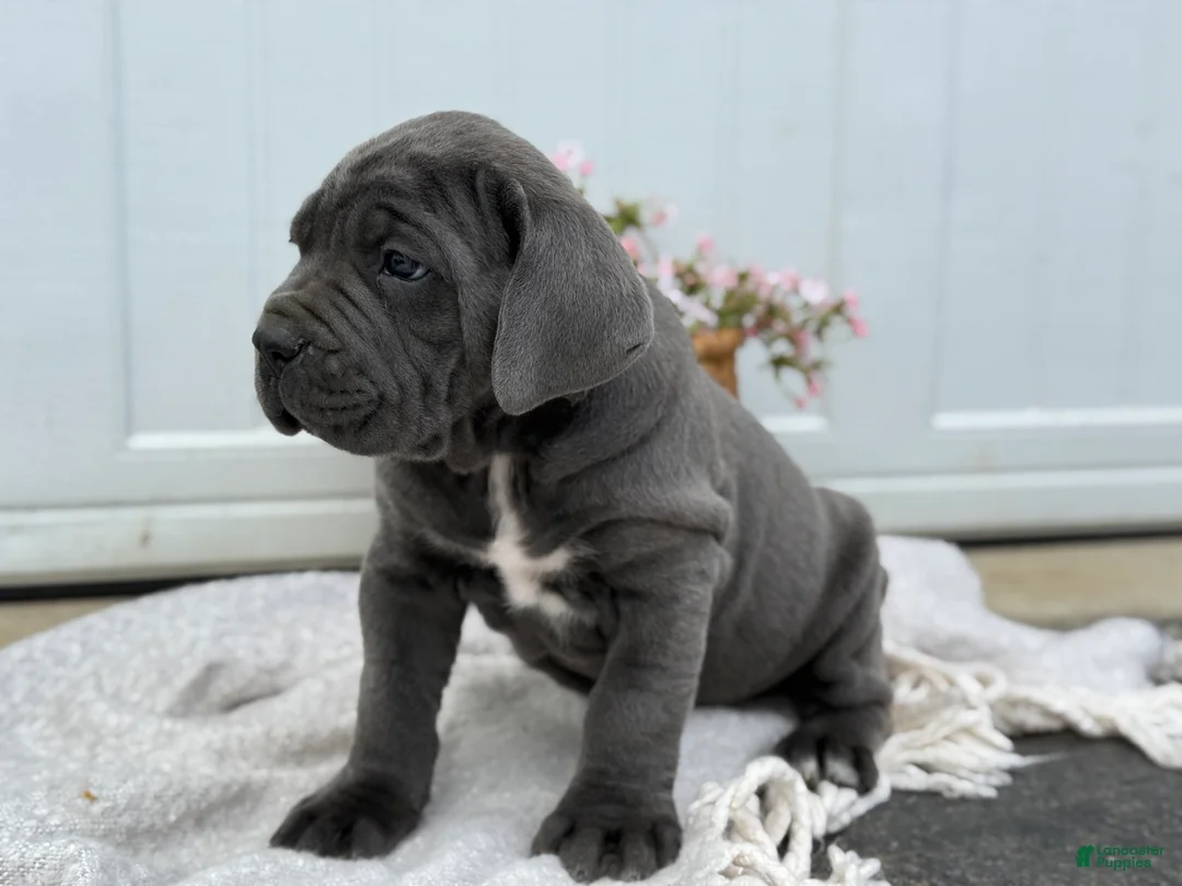 Cane Corso dogs for sale: Brute - Ad 2