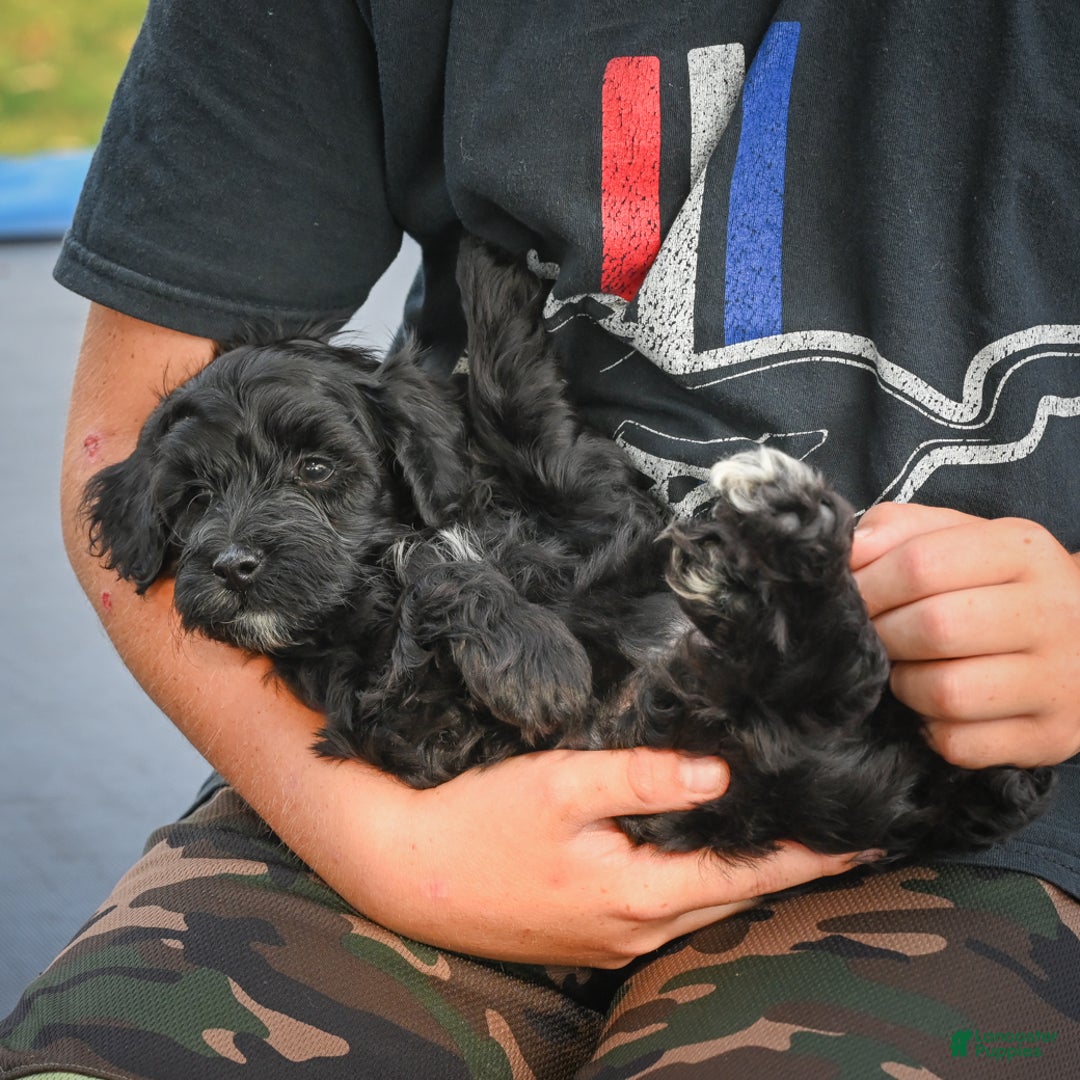 Miniature Poodle dogs for sale: Pete - Ad 6