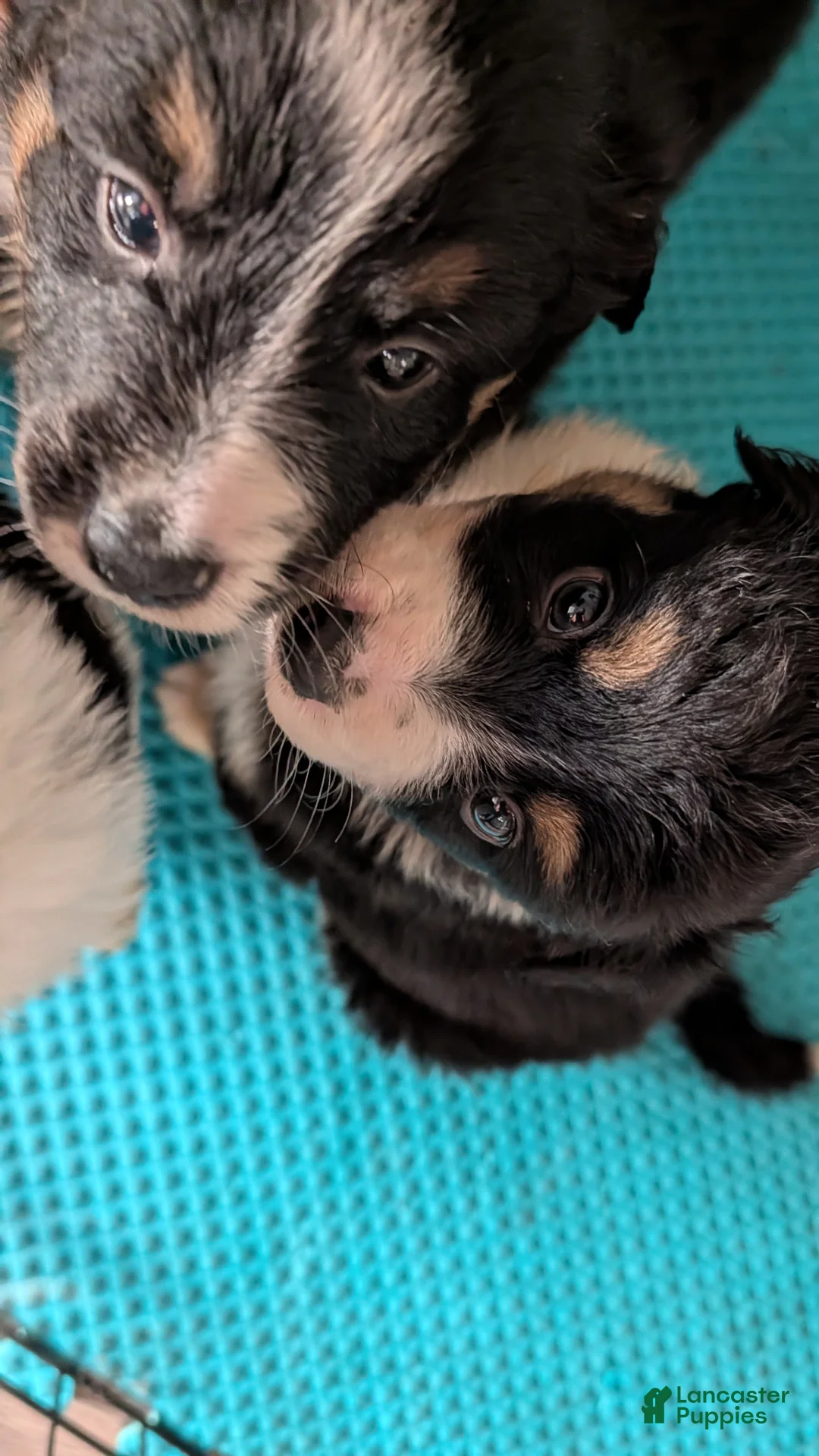 Australian Shepherd dogs for sale: Australian Shepherd Puppy 5 - Ad 5