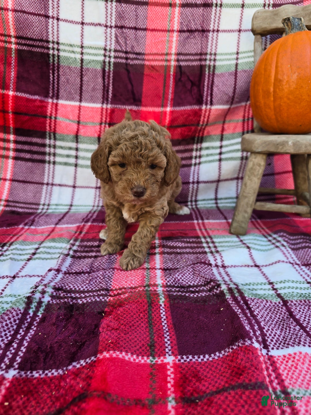 Mini Goldendoodle dogs for sale: Ribbon - Ad 4