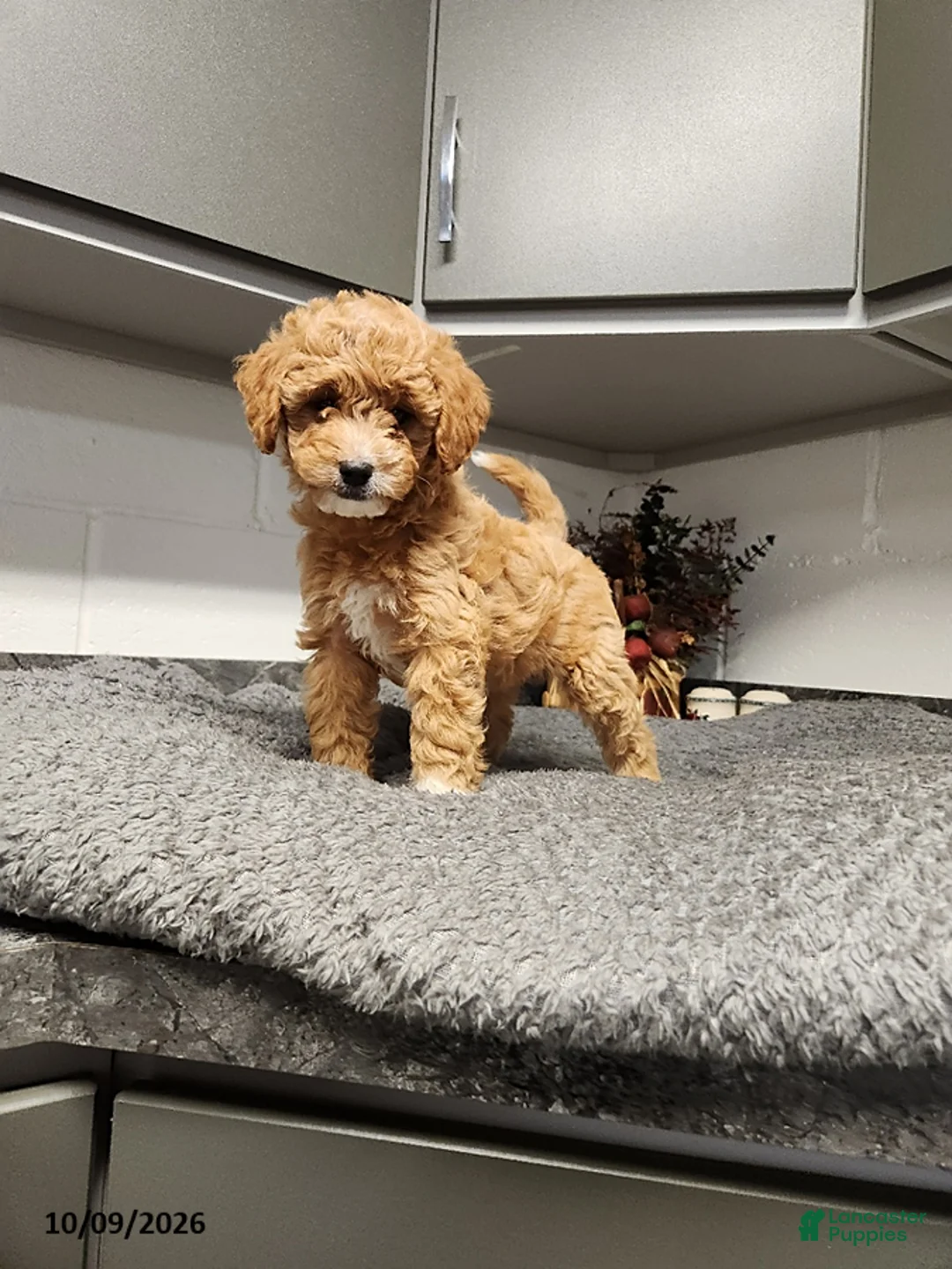 Mini Goldendoodle dogs for sale: Bonnie - Ad 1