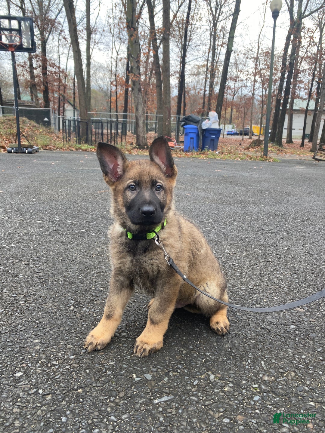 German Shepherd dogs for sale: Rocky - Ad 2