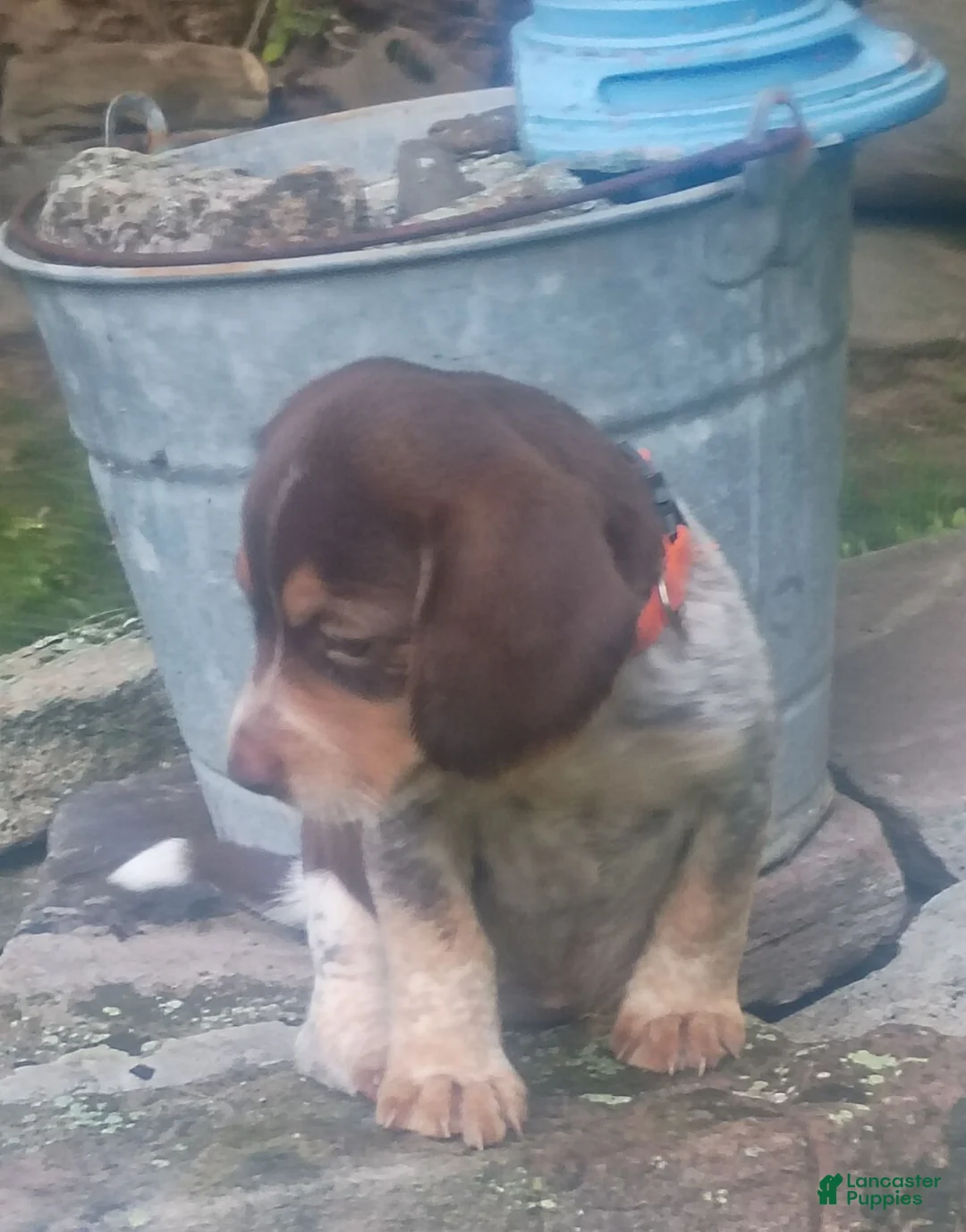 Beagle dogs for sale: Marie - Ad 1