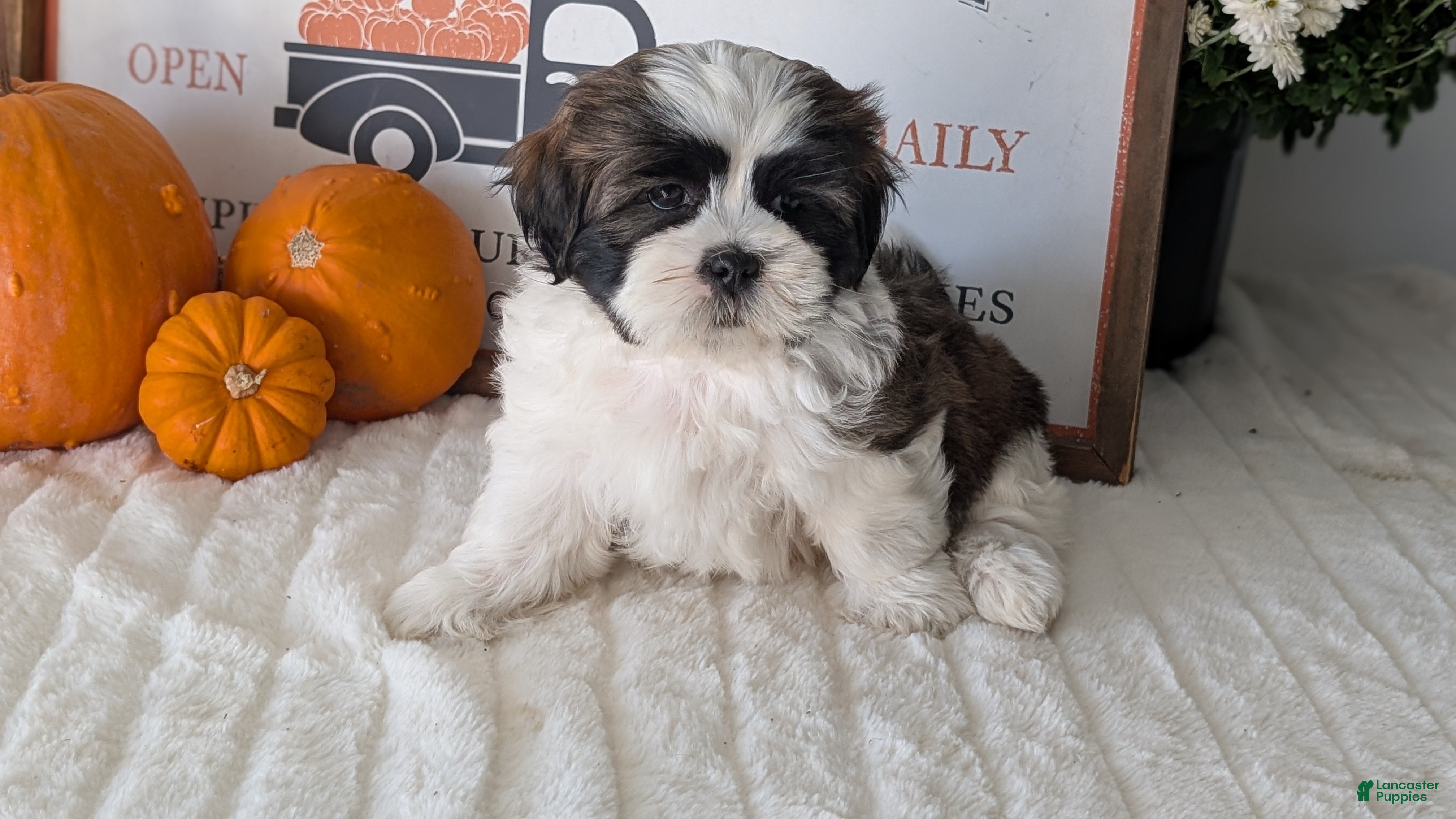 Shih Tzu dogs Kylo - Ad 2