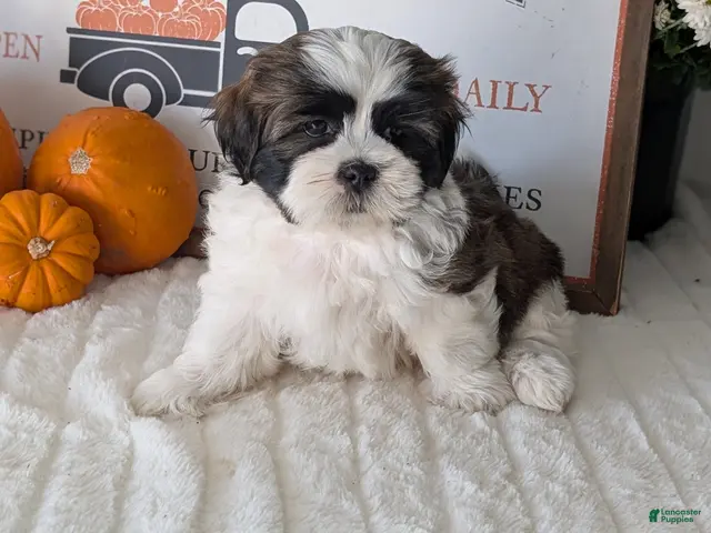 Shih Tzu dogs Kylo - Ad 2
