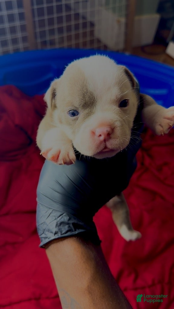 American Bully dogs for sale: Lilac - Ad 2