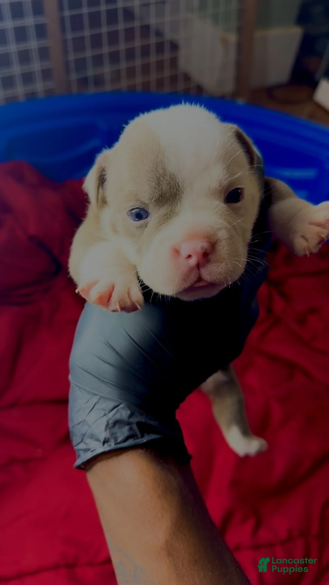 American Bully dogs for sale: Lilac - Ad 1
