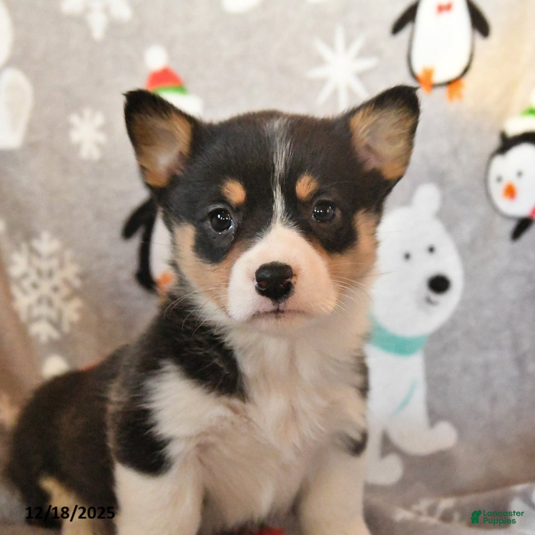 Welsh Corgi Pembroke dogs for sale: Georgia - Ad 3