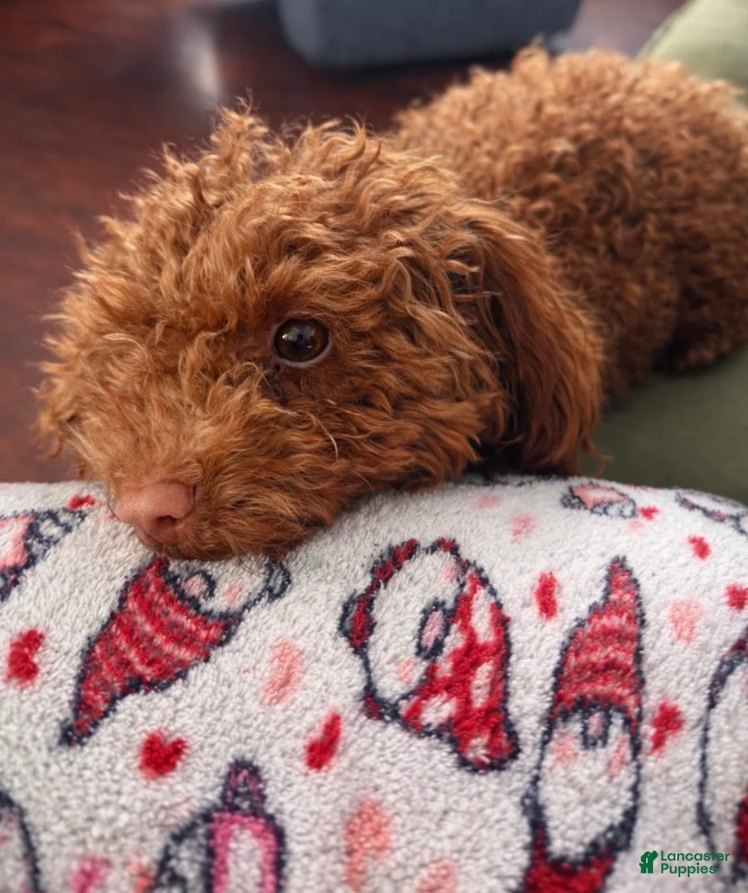 Mini Goldendoodle dogs for sale: Mini Goldendoodle Puppy  - Ad 2