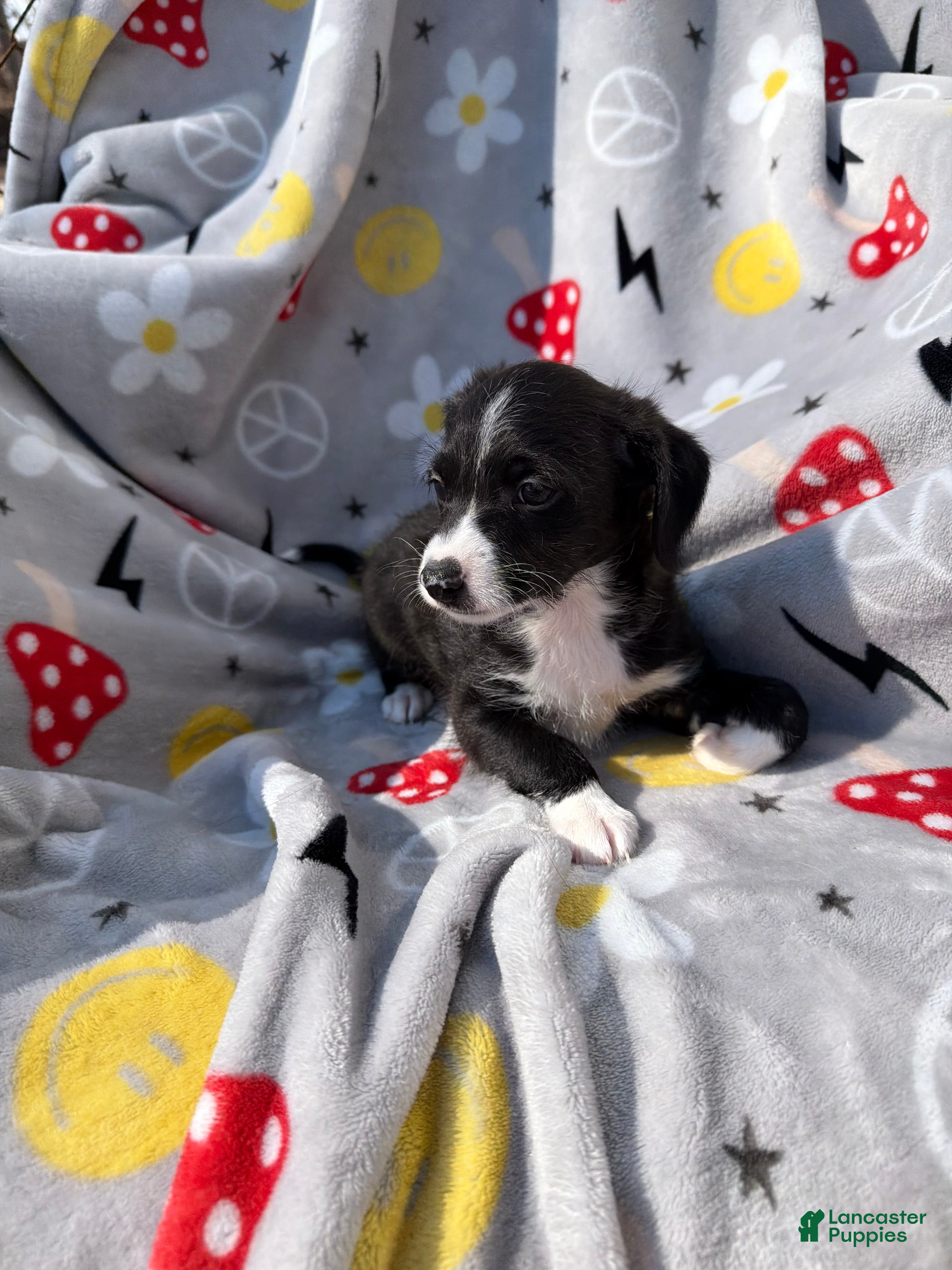 Mixed Breed dogs Mixed Breed Puppy 3 - Ad 2