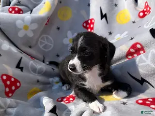 Mixed Breed dogs Mixed Breed Puppy 3 - Ad 2