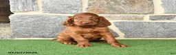 Irish Setter dogs for sale: Celebrity - Ad 3