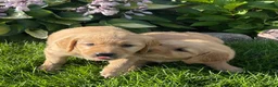 Golden Retriever dogs for sale: Golden Retriever 2 - Ad 3