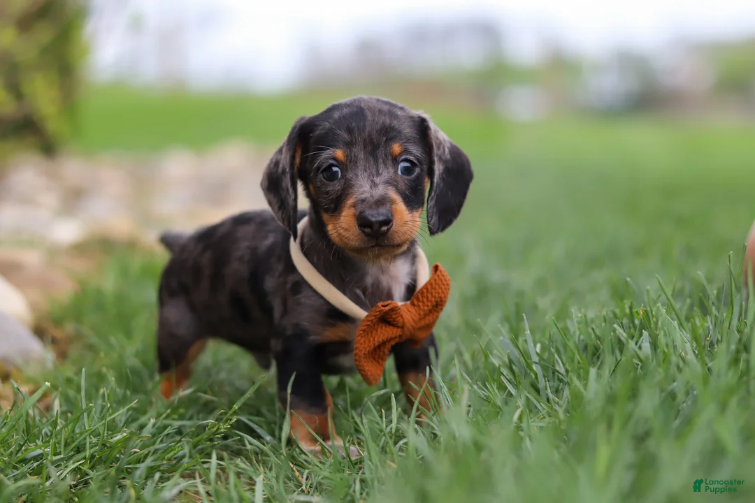 Miniature Dachshund dogs for sale: Leo - Ad 1