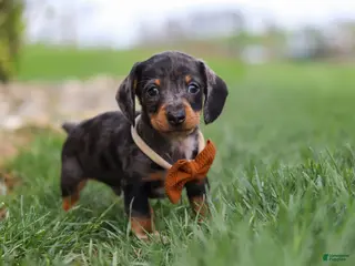 Miniature Dachshund dogs for sale: Leo - Ad 4