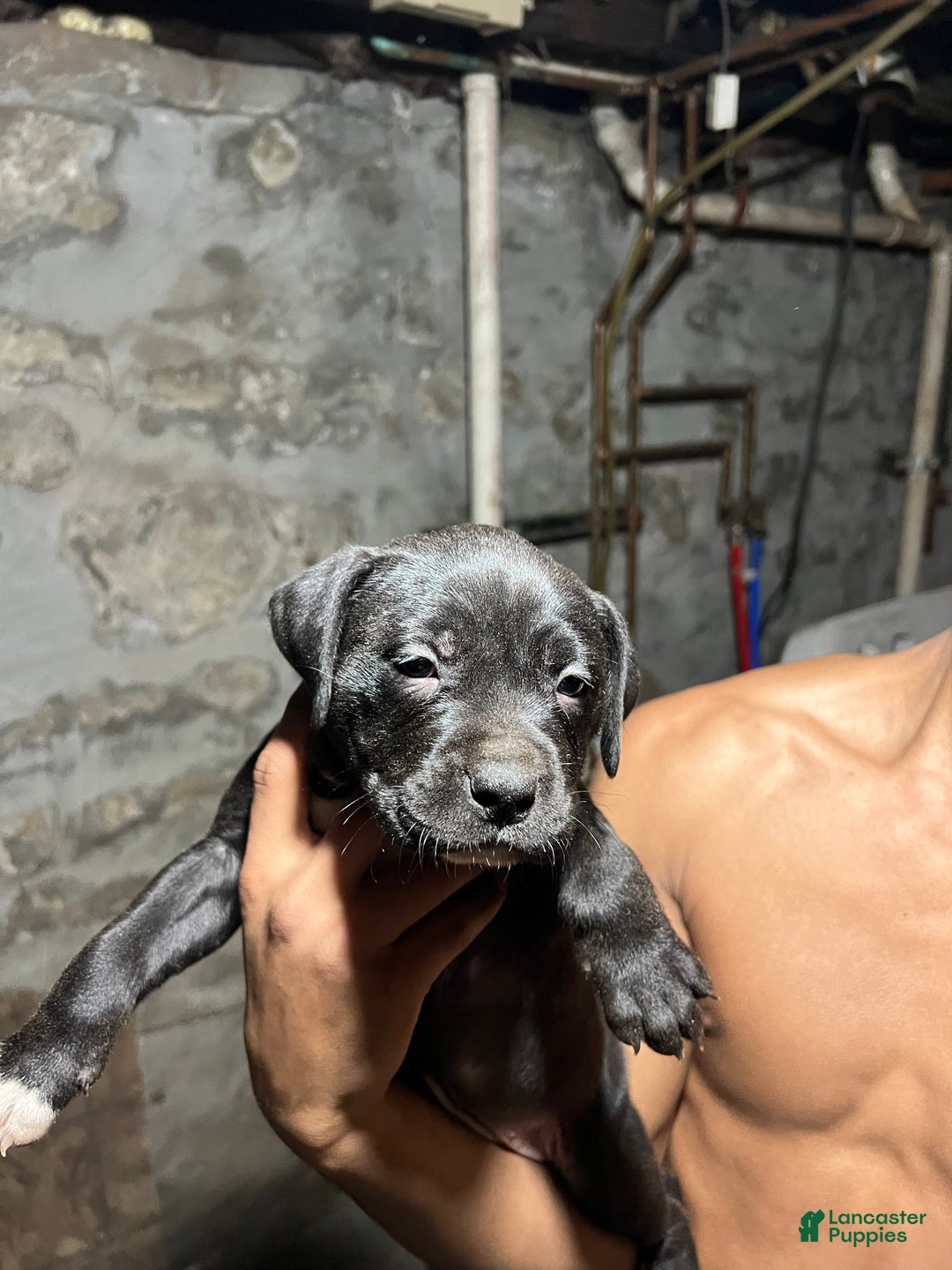 American Pit Bull Terrier dogs for sale: Mitty - Ad 2