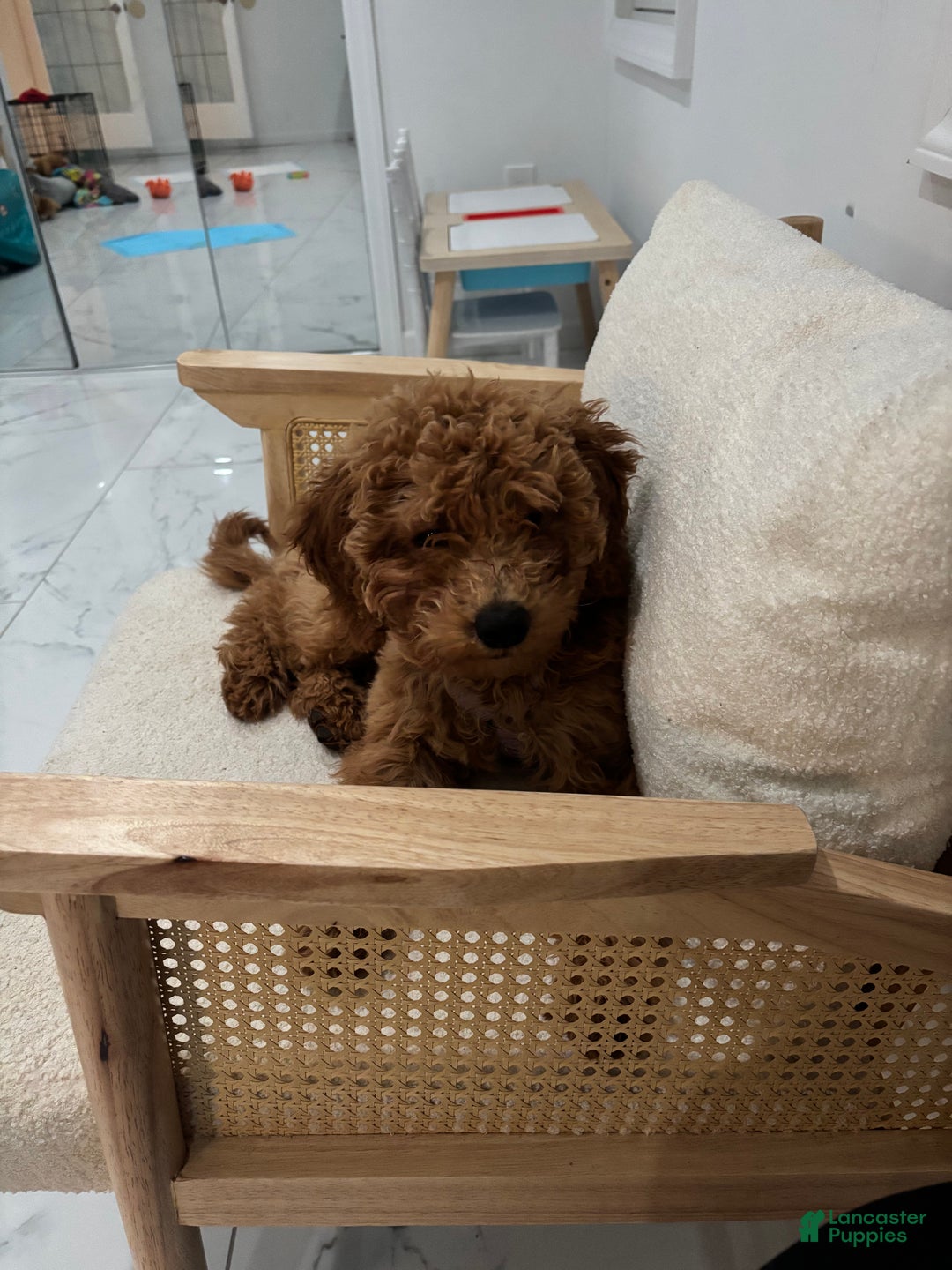 Mixed Breed dogs for sale: Mixed Breed Puppy 1 - Ad 1