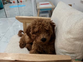 Mixed Breed dogs Mixed Breed Puppy 1 - Ad 6