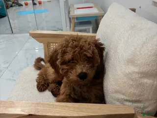 Mixed Breed dogs Mixed Breed Puppy 1 - Ad 30