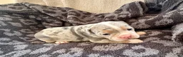 Olde English Bulldogge dogs for sale: Tri Blue Merle  - Ad 7