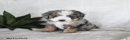 Bernedoodle dogs for sale: Lyra - Ad 4