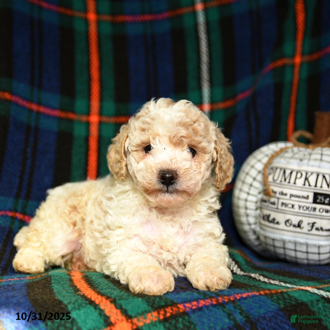 Toy Poodle dogs for sale: Ace - Ad 1