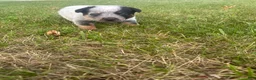 Australian Cattle Dog dogs for sale: Chief - Ad 6