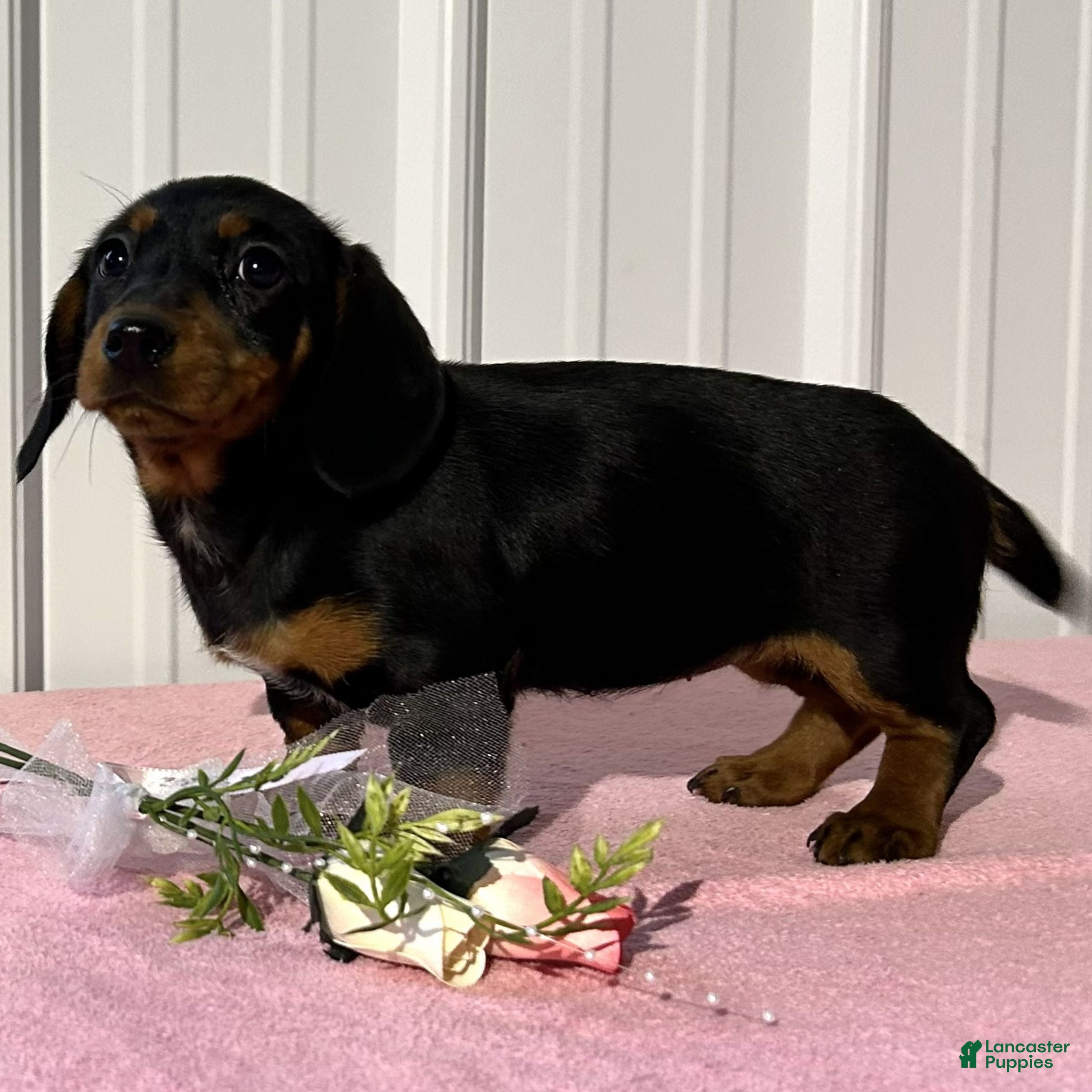 Miniature Dachshund dogs Brooke  - Ad 2