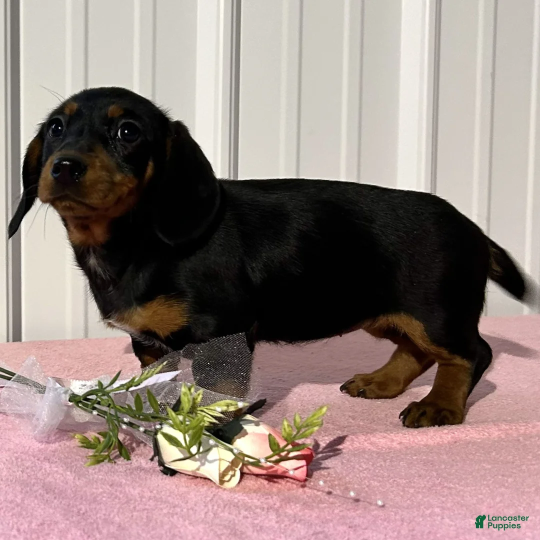 Miniature Dachshund dogs for sale: Brooke  - Ad 2