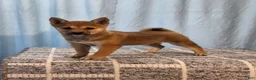 Shiba Inu dogs for sale: Pansy  - Ad 2