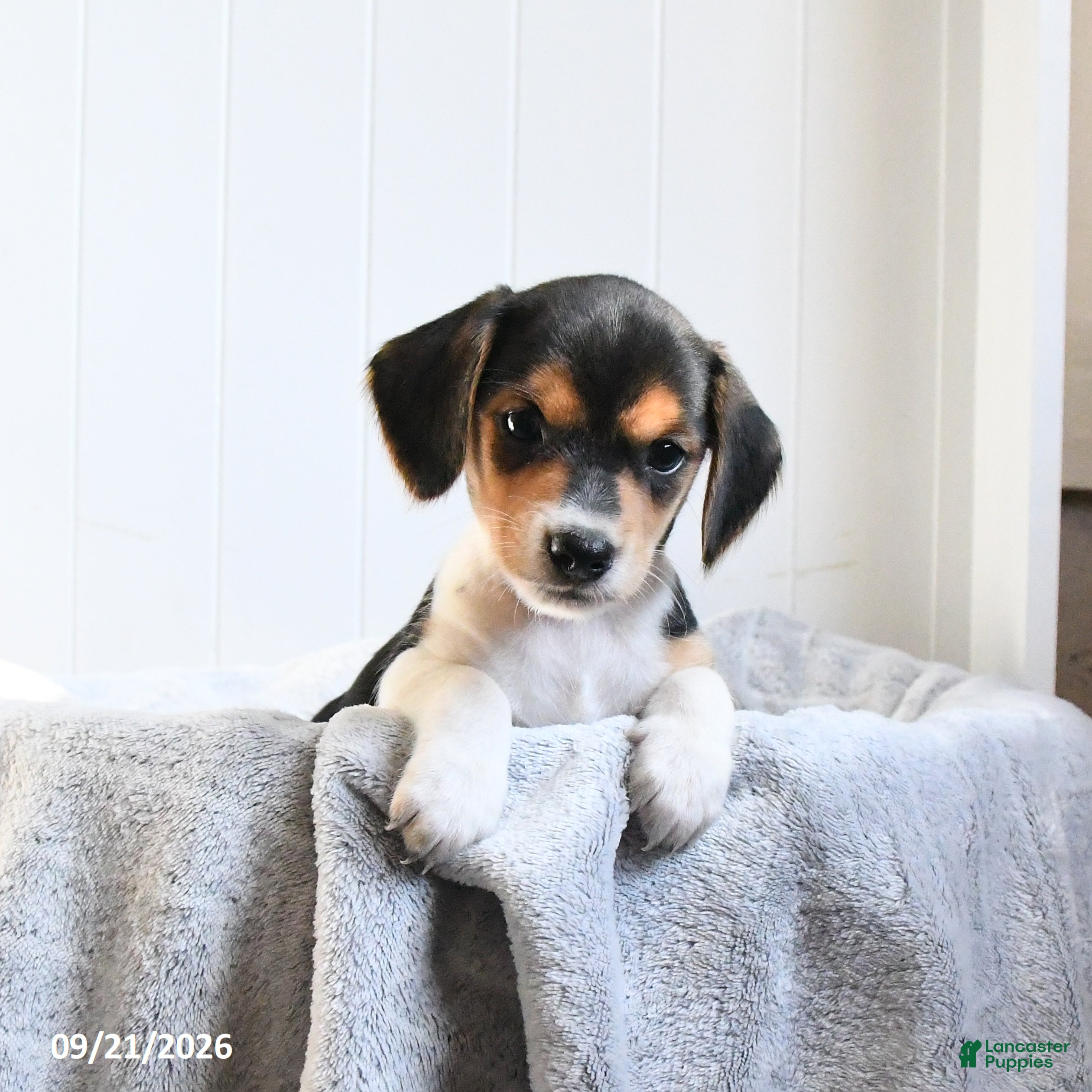Mixed Breed dogs Violet - Ad 1