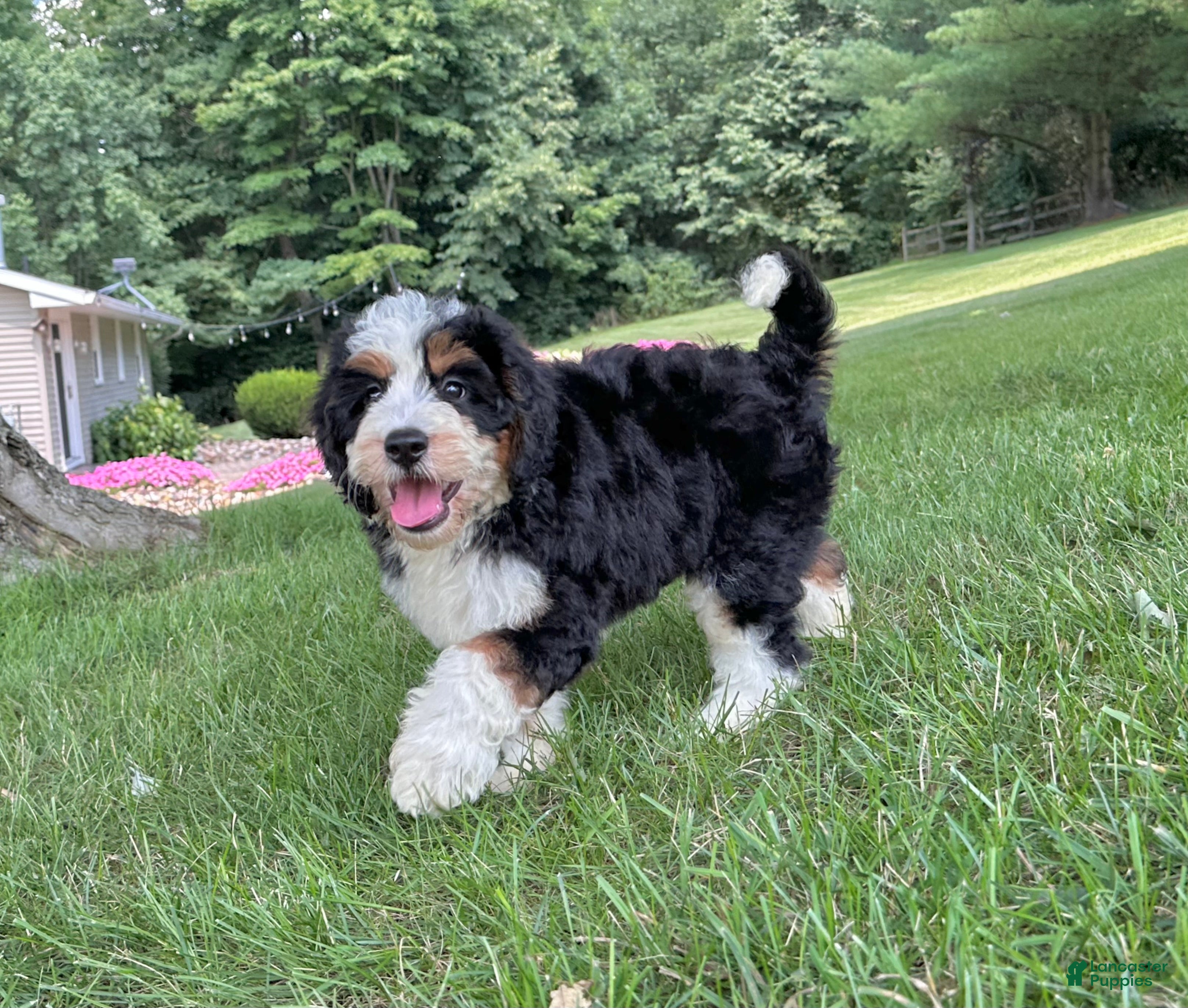 Mini Bernedoodle dogs Bristol Video ad  - Ad 2