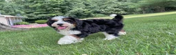Mini Bernedoodle dogs for sale: Bristol Video ad  - Ad 2
