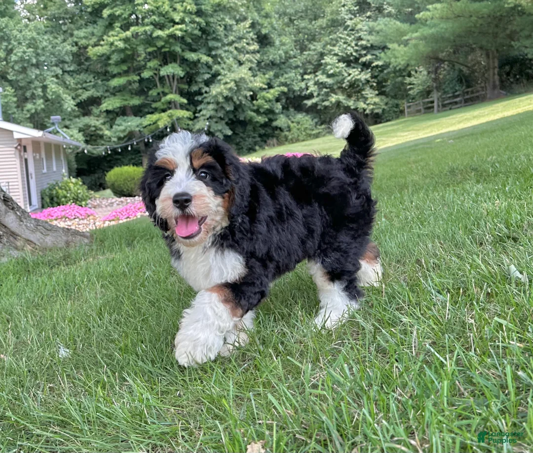 Mini Bernedoodle dogs for sale: Bristol Video ad  - Ad 2