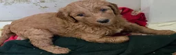Goldendoodle dogs for sale: Goldendoodle Puppy 3 - Ad 1