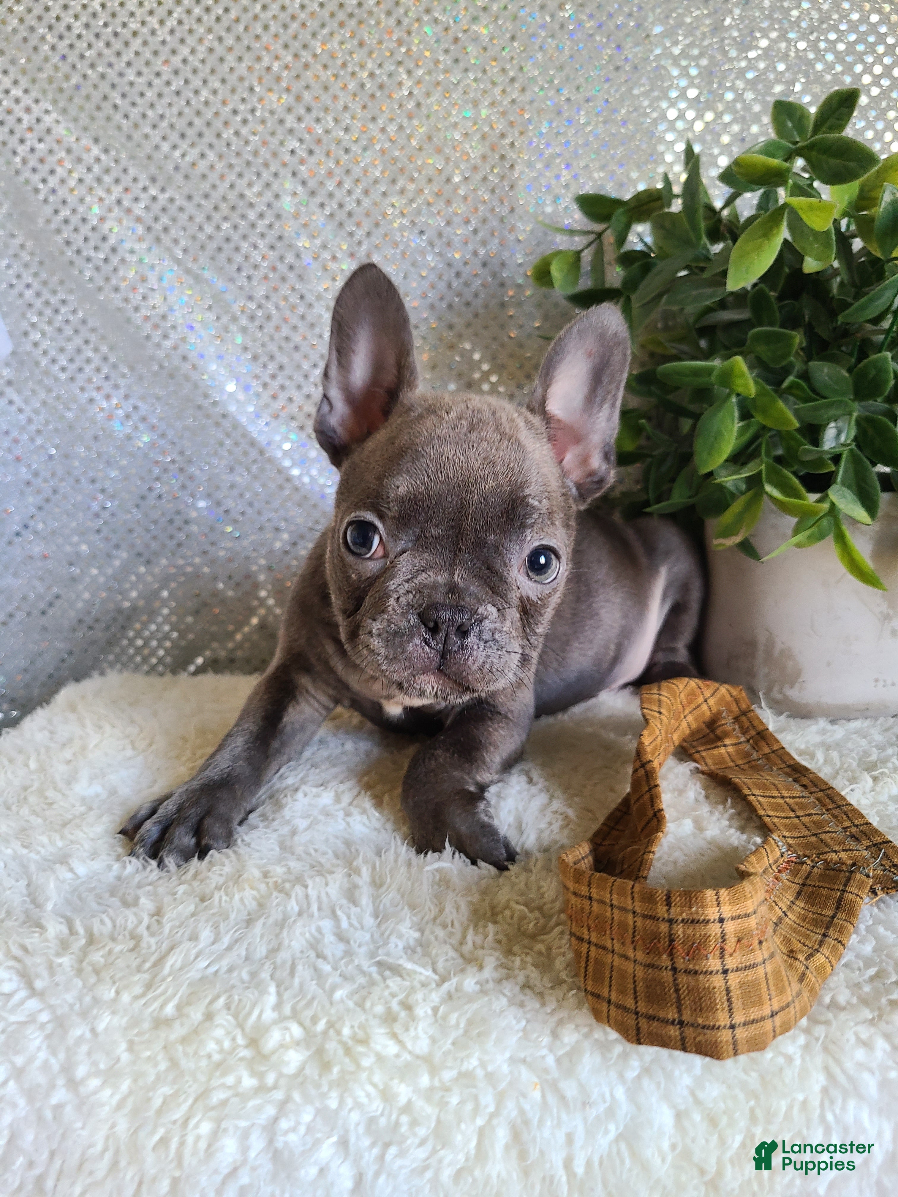 Frenchton dogs for sale: Jace - Ad 2