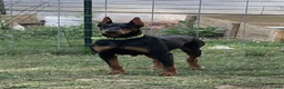 Doberman Pinscher dogs for sale: Doberman Pinscher Puppy 2 - Ad 2