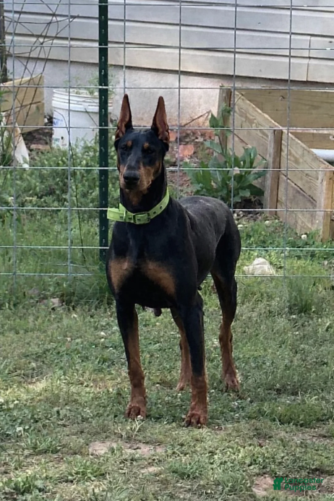 Doberman Pinscher dogs for sale: Doberman Pinscher Puppy 2 - Ad 2