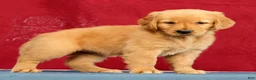 Golden Retriever dogs for sale: Juniper - Ad 3