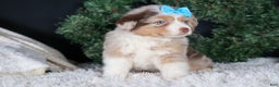 Miniature Australian Shepherd dogs for sale: SCOOTER - Ad 14