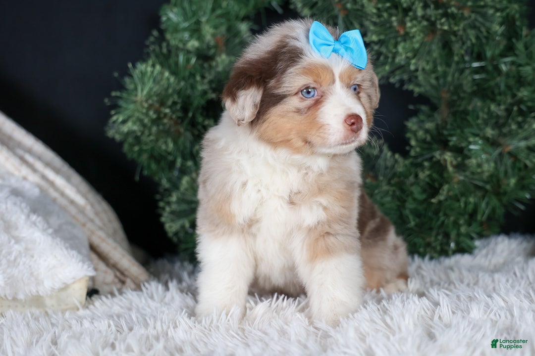 Miniature Australian Shepherd dogs for sale: SCOOTER - Ad 14