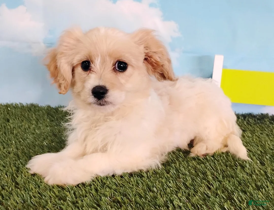 Cavachon dogs for sale: Teddy - Ad 4