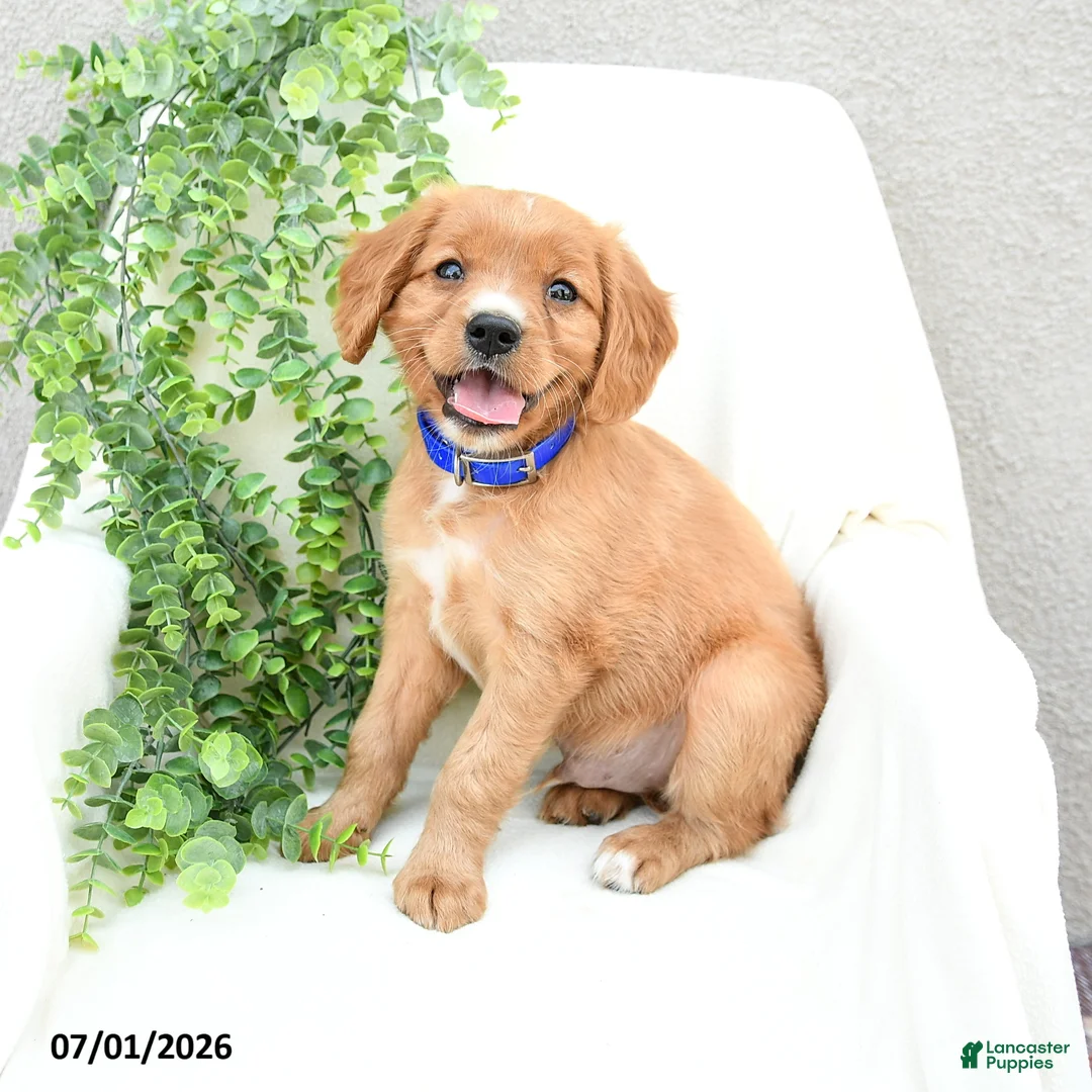 Miniature Golden Retriever dogs for sale: Sammy - Ad 2
