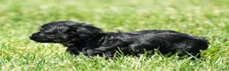 Havapoo dogs for sale: Tiffany - Ad 8