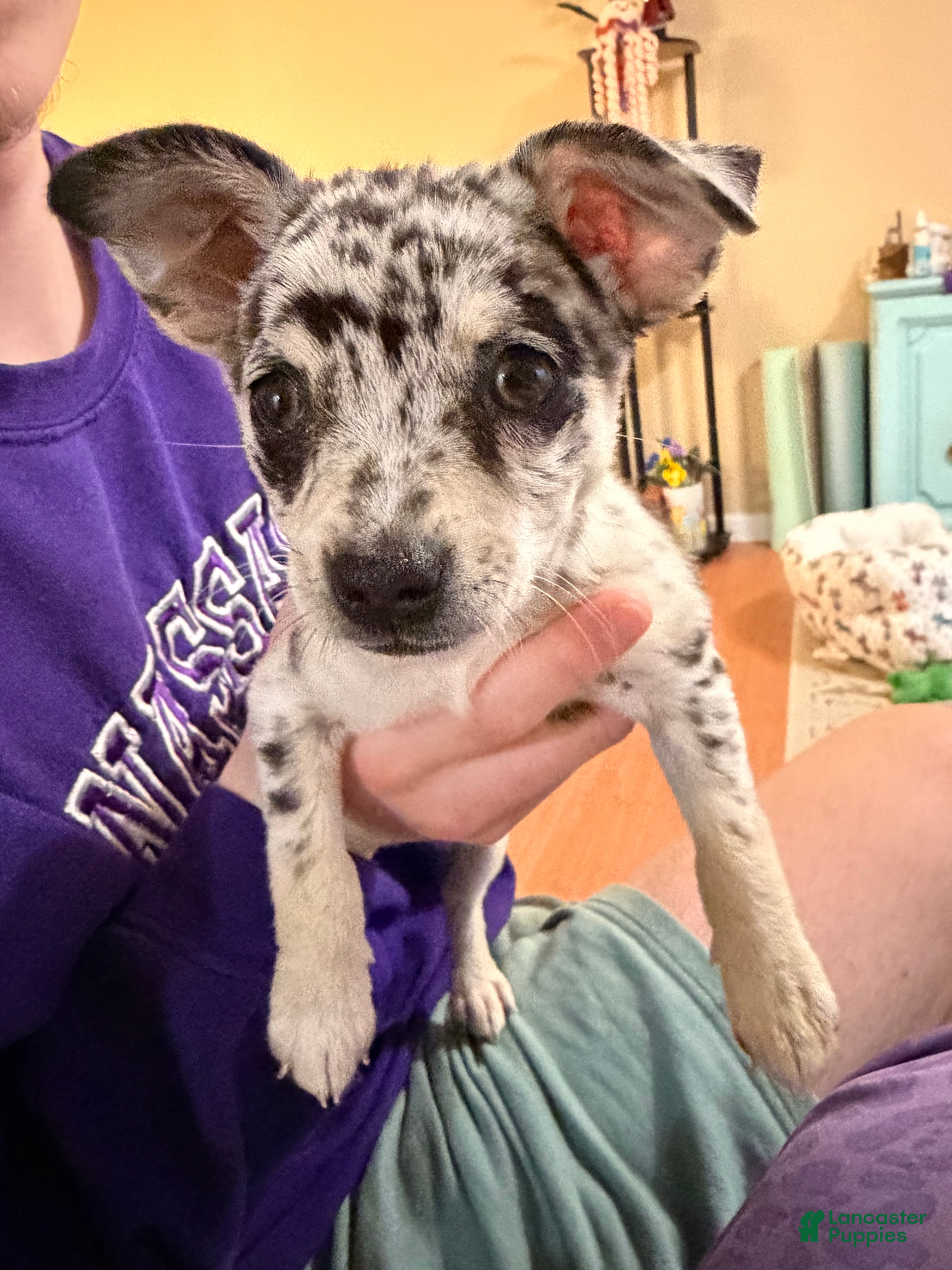 Mixed Breed dogs Luma  - Ad 41