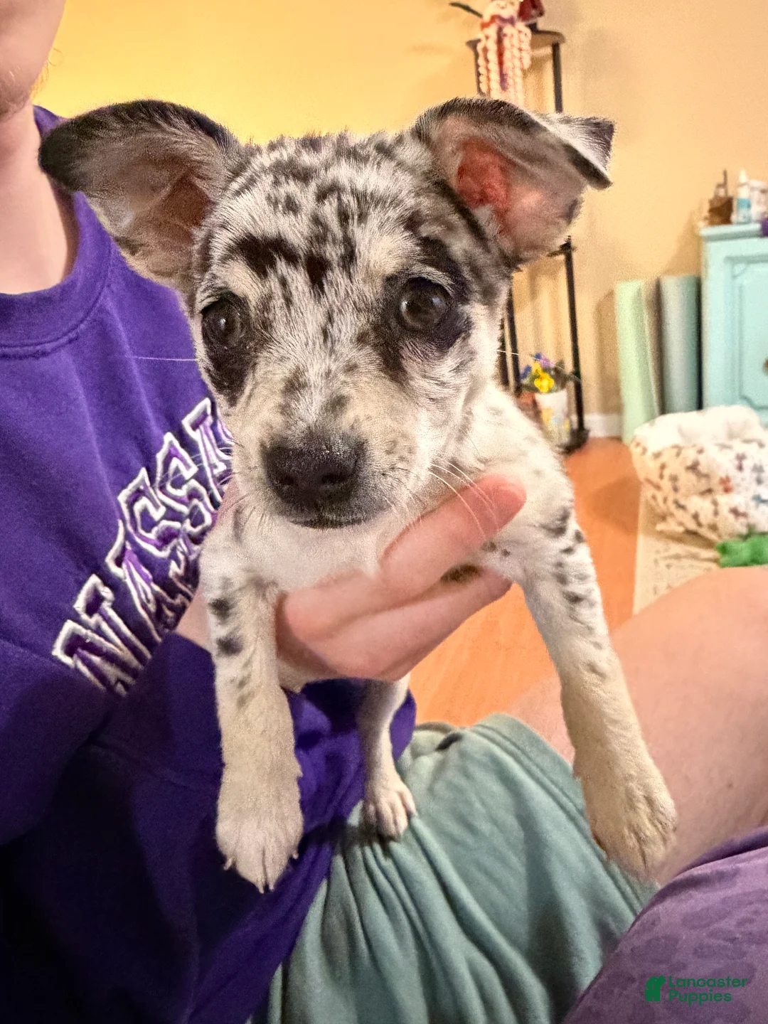 Mixed Breed dogs for sale: Luma  - Ad 1