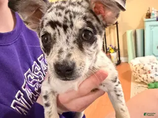 Mixed Breed dogs Luma - Ad 41