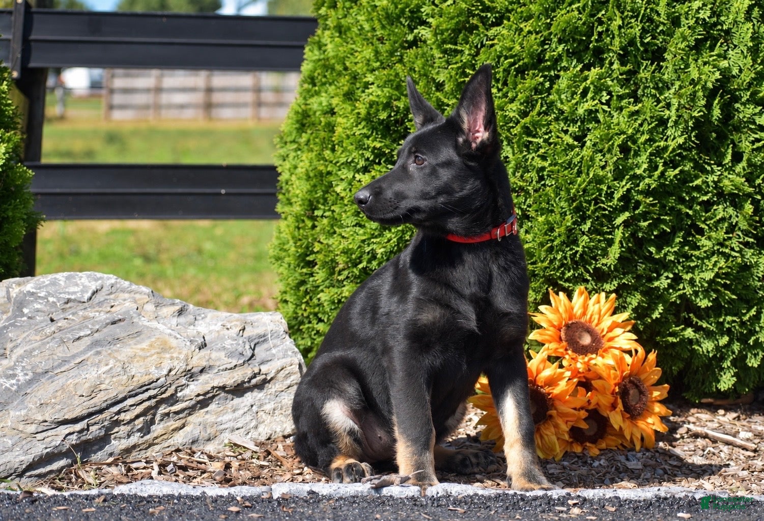 German Shepherd dogs Athena - Ad 2